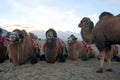 Two humped camels, Camelus bactrianus, Nubra valley Royalty Free Stock Photo