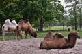 Two Humped Camels Camelus bactrianus in Wilhelma Zoo in Stuttgart, Germany. Royalty Free Stock Photo