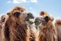 two humped camels enjoying a sunny day eating grass, they look funny