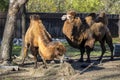 Couple of Two-humped Camels Royalty Free Stock Photo