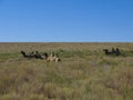 Two-humped camels Royalty Free Stock Photo