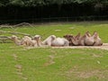 Two-humped camels in a zoo