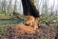 two-hundred-year-old tree is gnawed by beavers Royalty Free Stock Photo