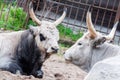 Two Hungarian grey cattles cows lying on the ground Royalty Free Stock Photo