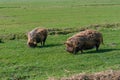 Two brown coloured Kune Kune pigs with thick, long curly coat of hair looking for food in a meadow.