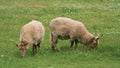 Two hungarian racka sheep grazing in a meadow