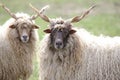 Two hungarian racka sheep looking into the camera Royalty Free Stock Photo