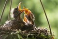 Two baby robin birds with their mouths open in a nest. Royalty Free Stock Photo