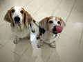 Two hungry dogs. Royalty Free Stock Photo