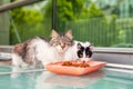 Two hungry stray cat eating cat food and looking at camera curiously Royalty Free Stock Photo