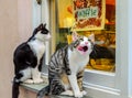 Two Hungry Stray Cats Waiting and Lurking Outside of a Waffle Shop Window in Monemvasia, Greece. They Smell Fresh Waffles.