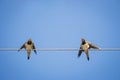 Two hungry swallows on the rope. Two swallow chicks against blue sky background. Wildlife concept. Swallows screaming on cable.
