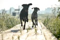 Two Hunting Dog runing on the wooden bridge