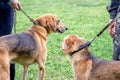 Two hunting dogs of breed a russian hound for a leash during a walk. Exhibition of hunting dogs_ Royalty Free Stock Photo