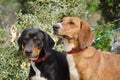Two hunting dogs Royalty Free Stock Photo