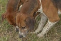 Two hunting dogs side by side sniffing the ground Royalty Free Stock Photo