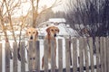 Two hunting dogs Royalty Free Stock Photo