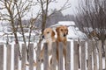 Two hunting dogs standing at the fence Royalty Free Stock Photo