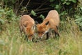 Two hunting hungry wild Red Foxes, Vulpes vulpes, standing at the entrance to their den.