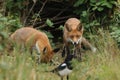 Two hunting hungry wild Red Foxes, Vulpes vulpes, standing at the entrance to the den. One is watching a Magpie in the long grass.