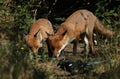 Two hunting hungry wild Red Foxes, Vulpes vulpes, standing at the entrance to their den.