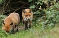 Two hunting hungry wild Red Foxes, Vulpes vulpes.