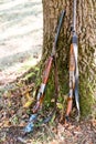 Two hunting shotguns stand near tree forest