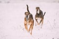 Two Hunting Sighthound Hortaya Borzaya Dogs During Hare-hunting At Winter Day In Snowy Field