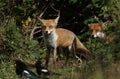 Two hunting wild Red Foxes, Vulpes vulpes, emerging from the undergrowth. They are watching a group of Magpies feeding in the gras