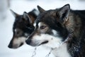 Two huskies Royalty Free Stock Photo