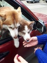 The dog, huskies, sits, the car, looks out of the window