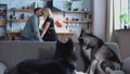 Two huskies are sitting on the couch. Woman and man talking in the kitchen on the background of huskies. Huskies and