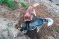 Two husky digging ground. Husky dog rummaging in the sand. Siberian husky digs a hole. Top view. Royalty Free Stock Photo