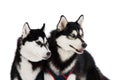 Two husky dogs