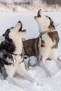 Two husky dogs howl with their faces up. Siberian huskies dogs ie on the snow crying and singing