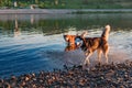 Two husky dogs play and run in shallow water, outdoors, friendship, relationship, together. Sunny warm summer evening in park. Royalty Free Stock Photo