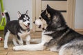 Two husky dogs are playing indoor at home. Mother dog playing with her little puppy Royalty Free Stock Photo