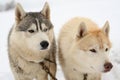 Two husky dogs in snow