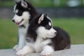 two Husky puppies Royalty Free Stock Photo