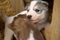 Two Husky puppies