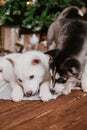 Two husky puppies lie on the carpet at home and gnaw on a bone. An albino dog with different eyes sits on a wooden floor