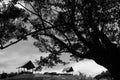 Two huts with frame of big tree on fore ground Royalty Free Stock Photo