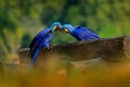 Two Hyacinth Macaw, Anodorhynchus hyacinthinus, blue parrot. Portrait big blue parrot, Pantanal, Brazil, South America. Beautiful Royalty Free Stock Photo