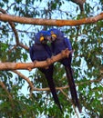 Two Hyacinth Macaws on a Branch