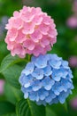 Two hydrangea blooms one pink one blue in garden Royalty Free Stock Photo