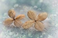 Two hydrangea blossoms and delicate frame