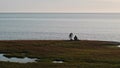 Two hydrologists wearing antimosquito screens on their heads examine ground and make measures. Descover Yamal peninsula.