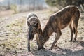 Two hyena-colored dogs in the background of the forest. Back light. setting sun Royalty Free Stock Photo