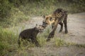 Two hyena cubs play fighting in Savuti Botswana