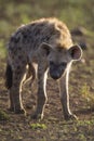 Two hyena lying down looking and observing young